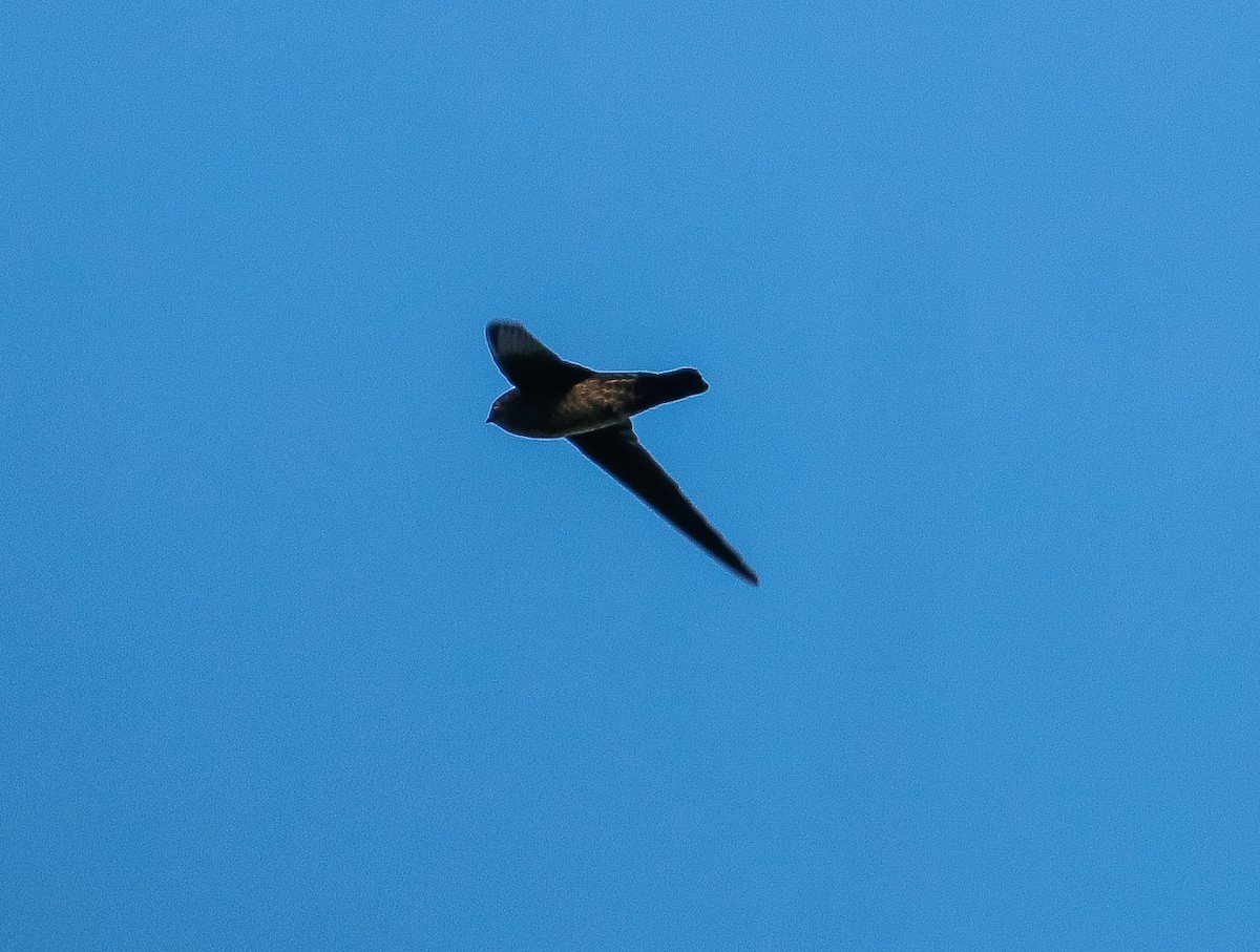 Plume-toed Swiftlet - ML620331181