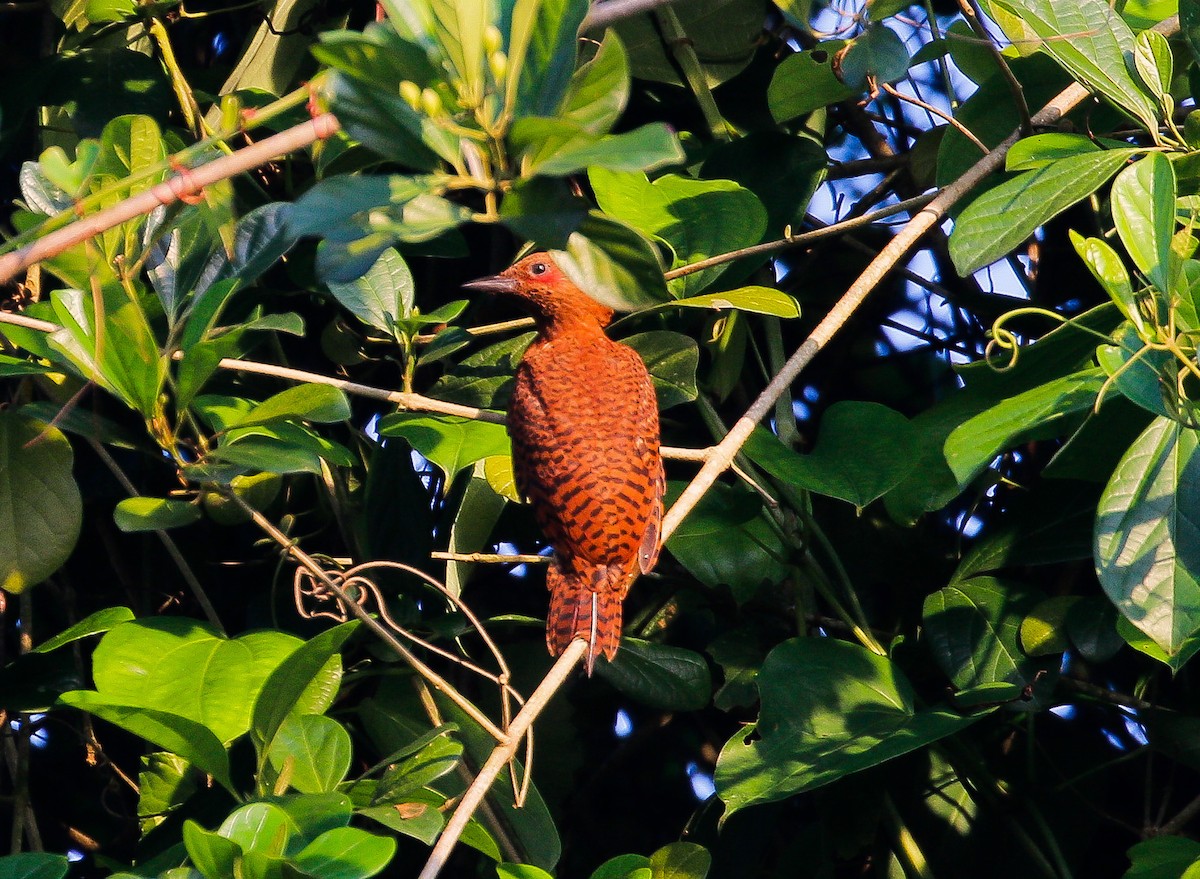 Rufous Woodpecker - ML620331183