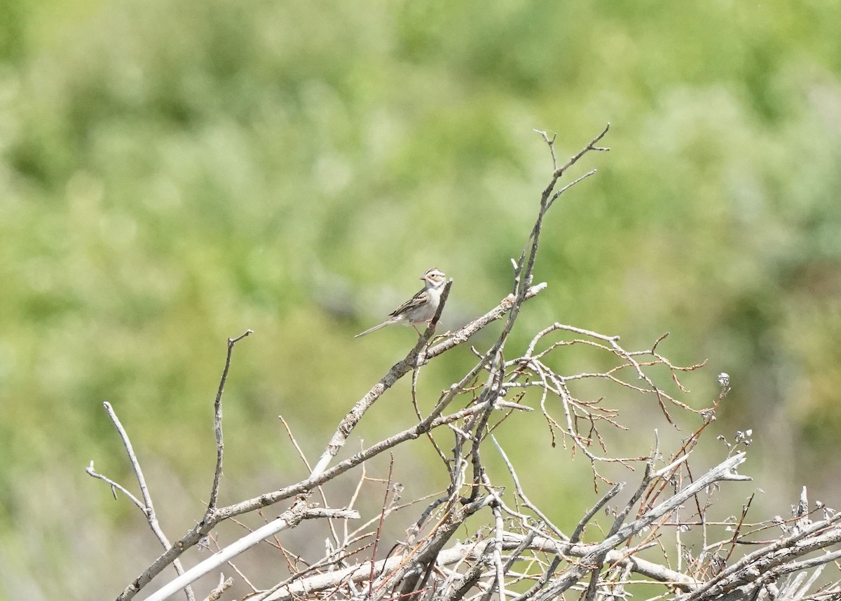 Clay-colored Sparrow - ML620331186