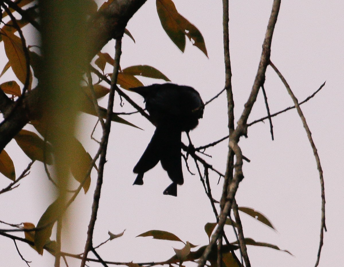 Greater Racket-tailed Drongo - ML620331188