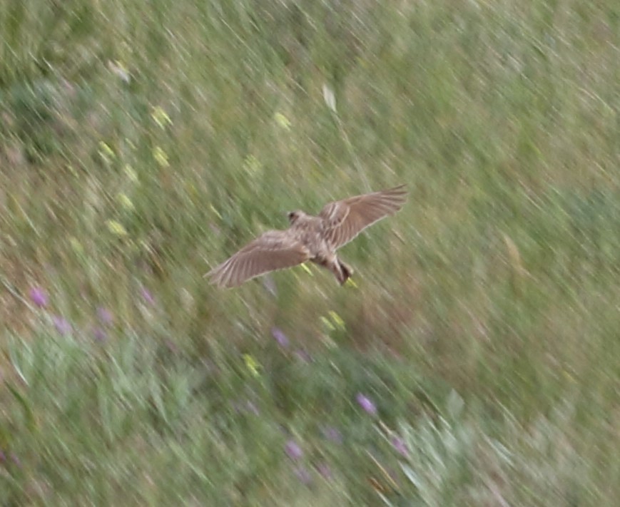 Crested Lark - ML620331189