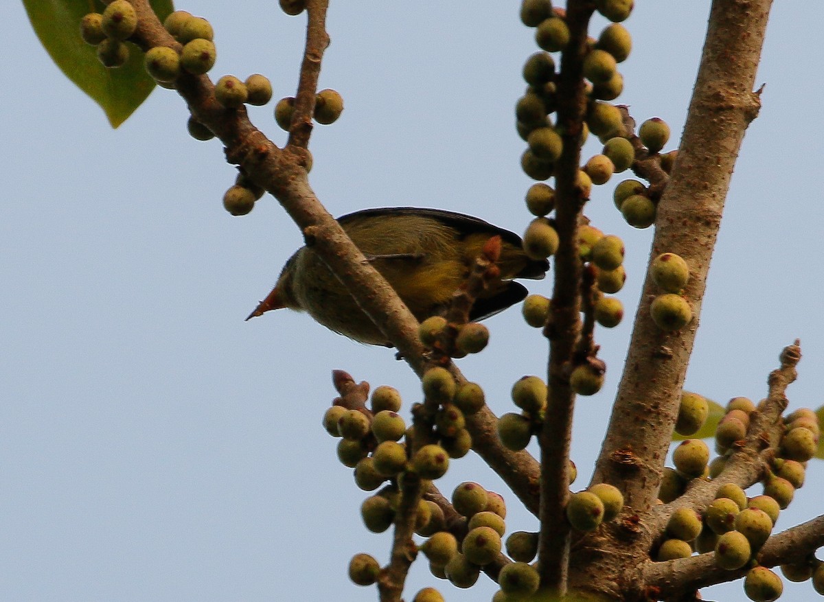 Orange-bellied Flowerpecker - ML620331200