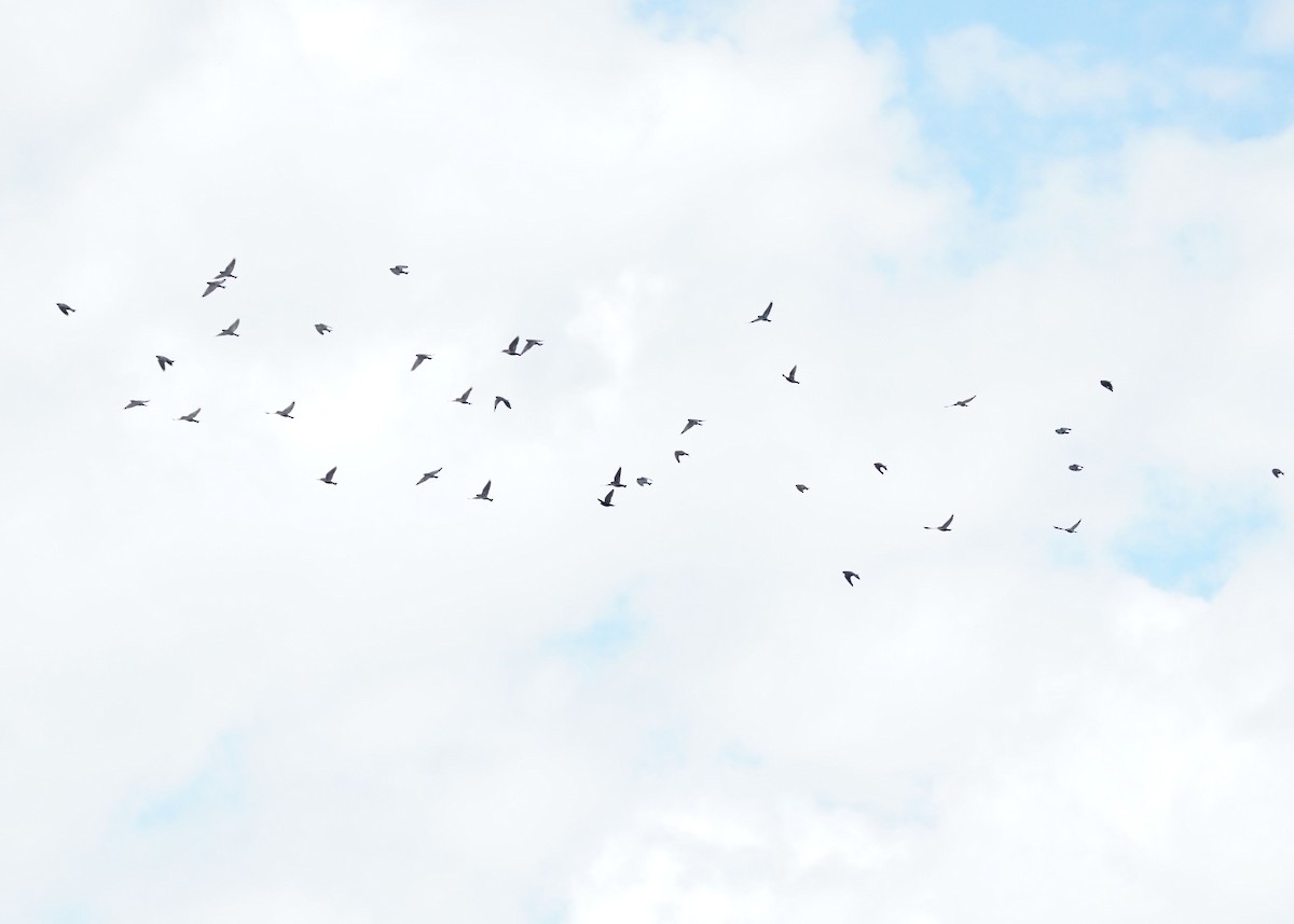 Brown-headed Cowbird - ML620331210