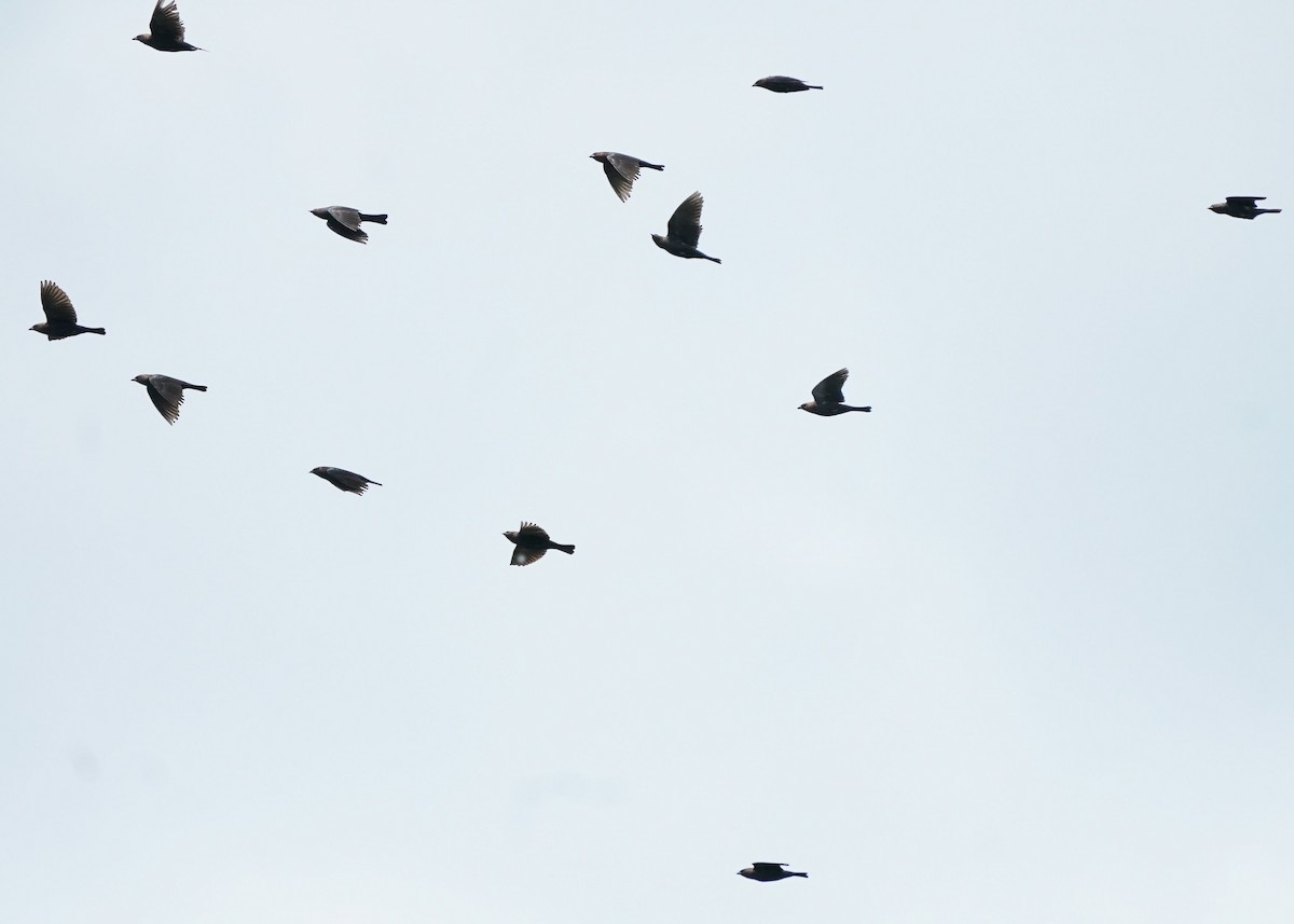 Brown-headed Cowbird - ML620331211