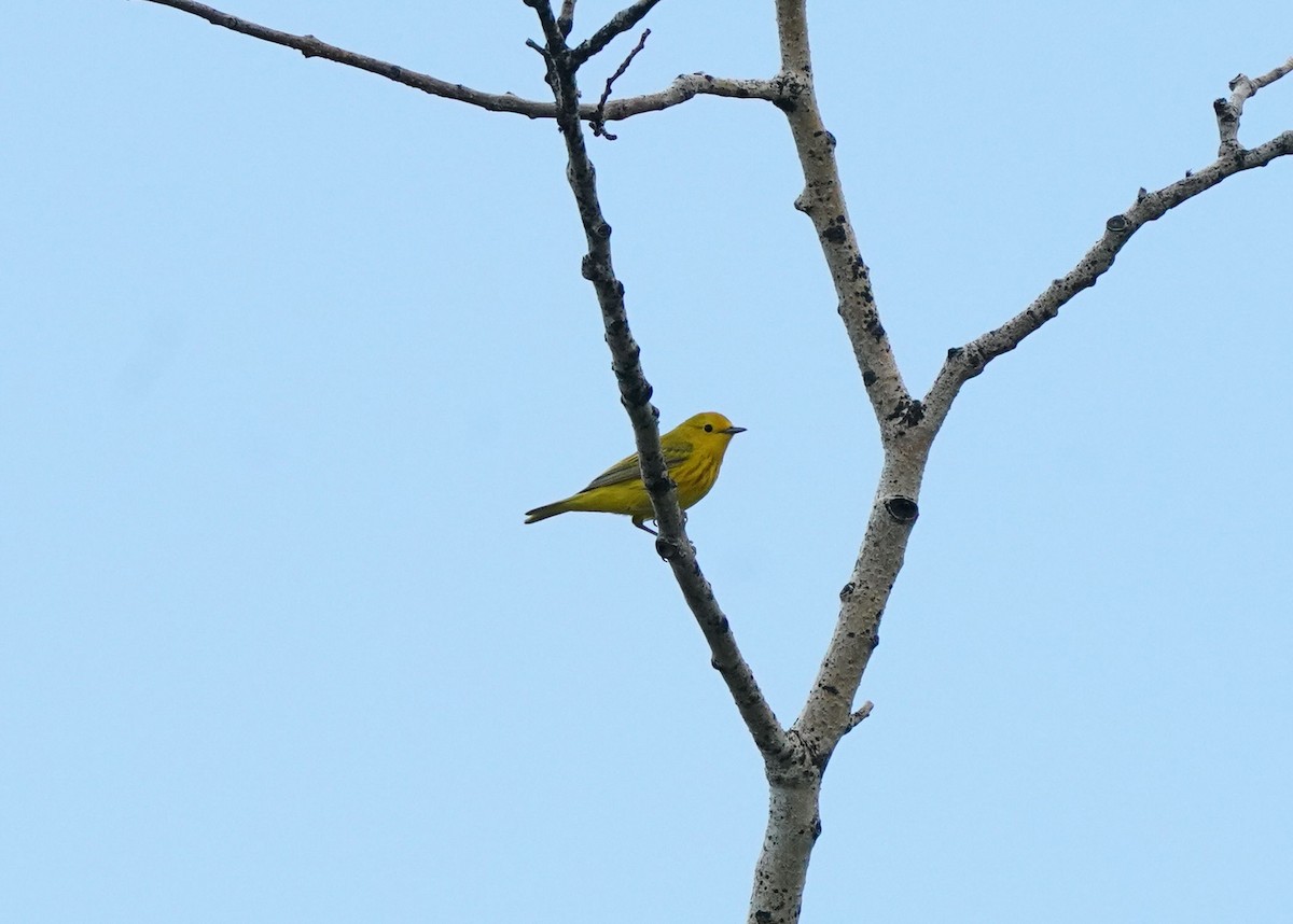 Yellow Warbler - ML620331213