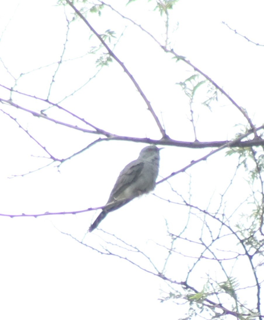 Gray-bellied Cuckoo - ML620331238