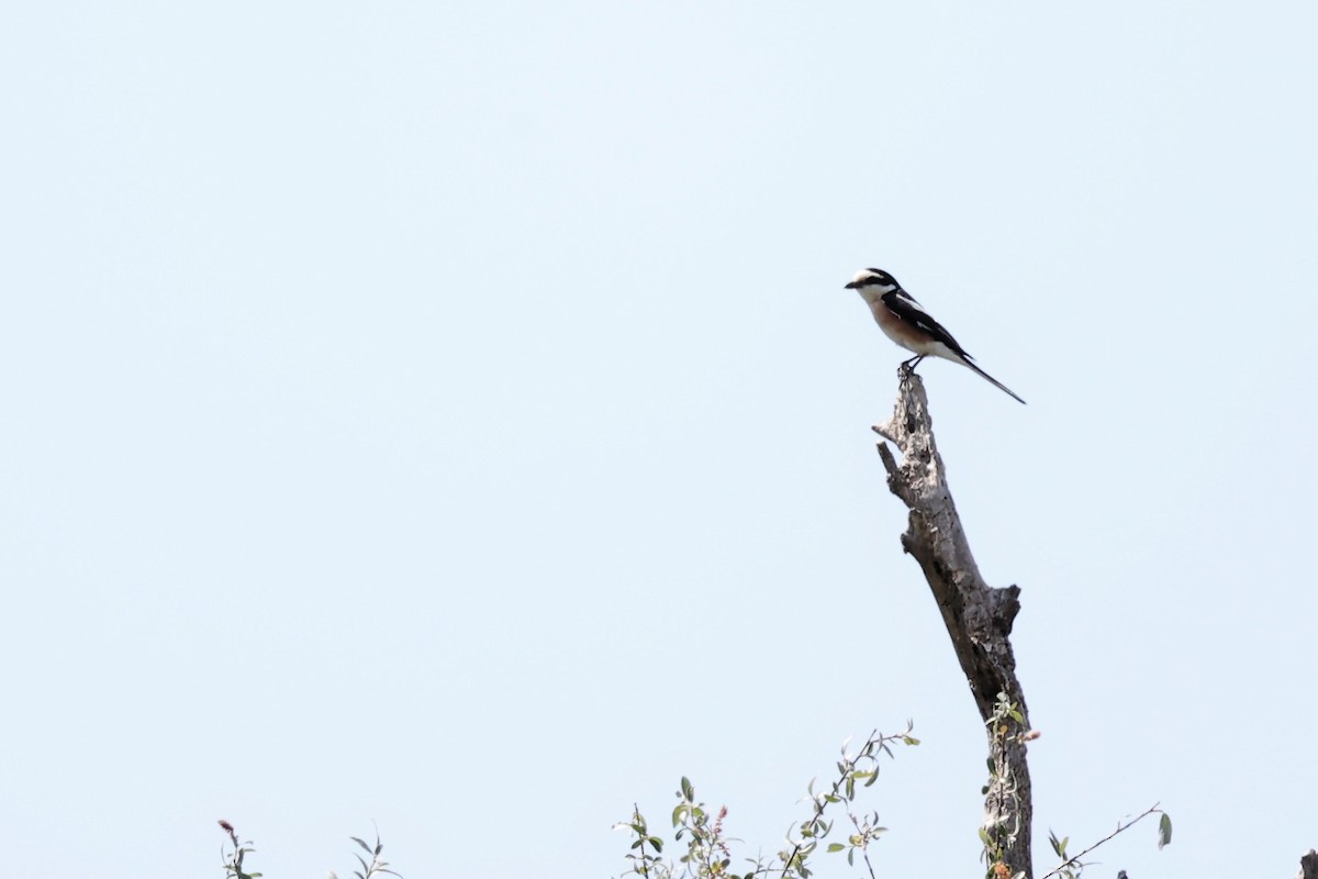 Masked Shrike - ML620331241