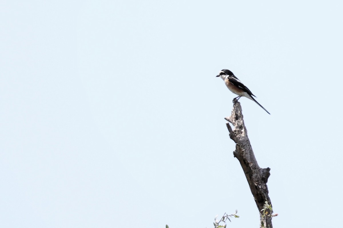 Masked Shrike - ML620331244