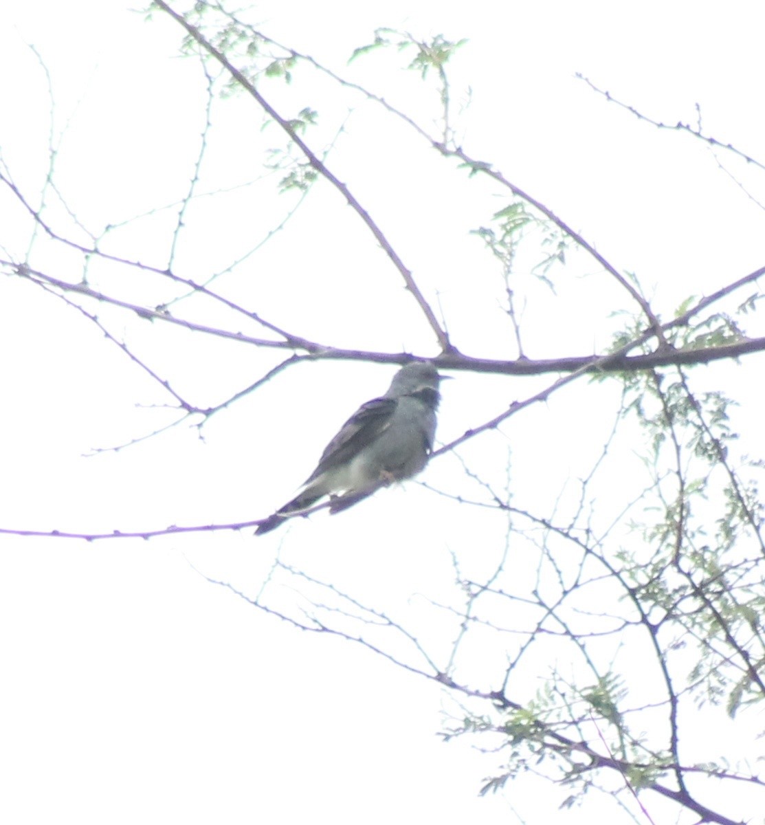 Gray-bellied Cuckoo - ML620331245