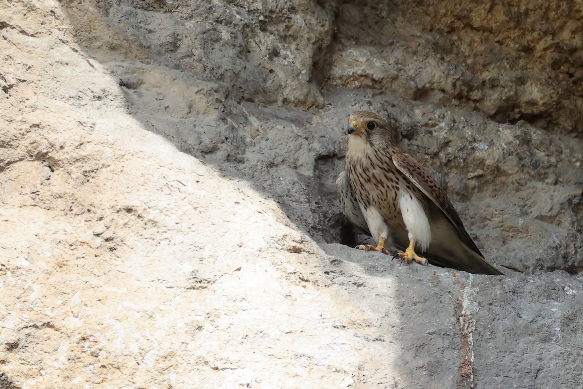 Eurasian Kestrel - ML620331246