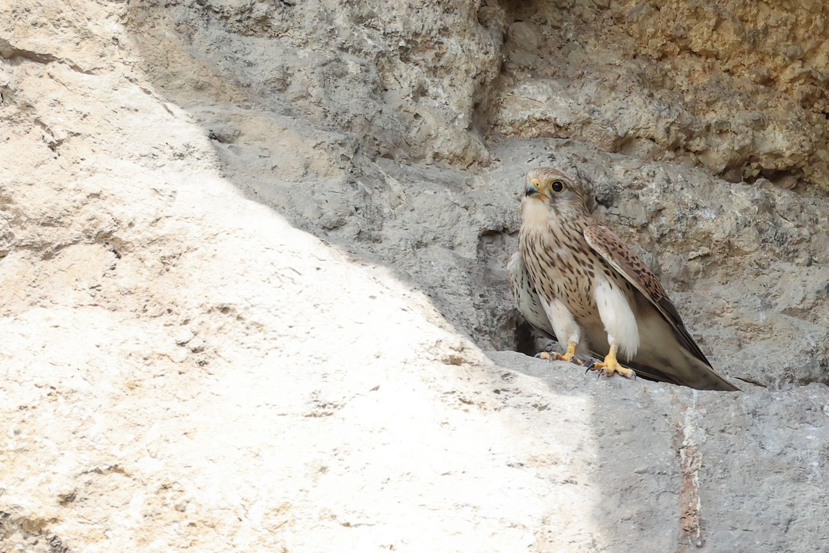 Eurasian Kestrel - ML620331248