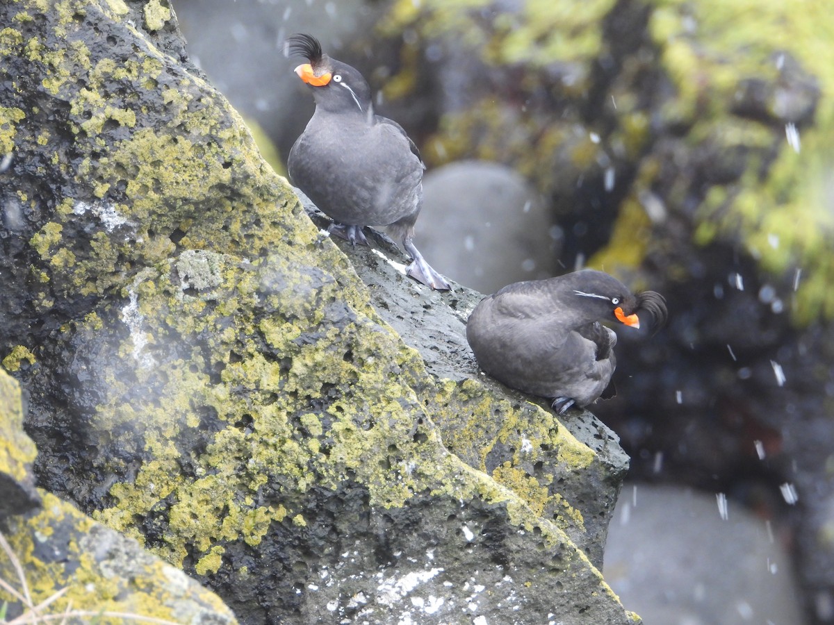 Crested Auklet - ML620331261