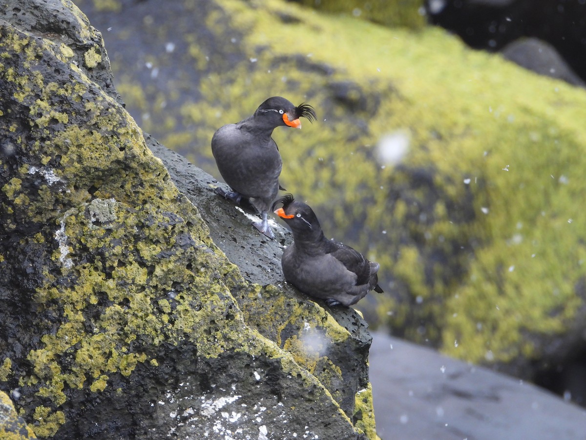 Crested Auklet - ML620331272