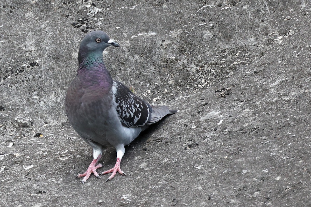 Rock Pigeon (Feral Pigeon) - ML620331273