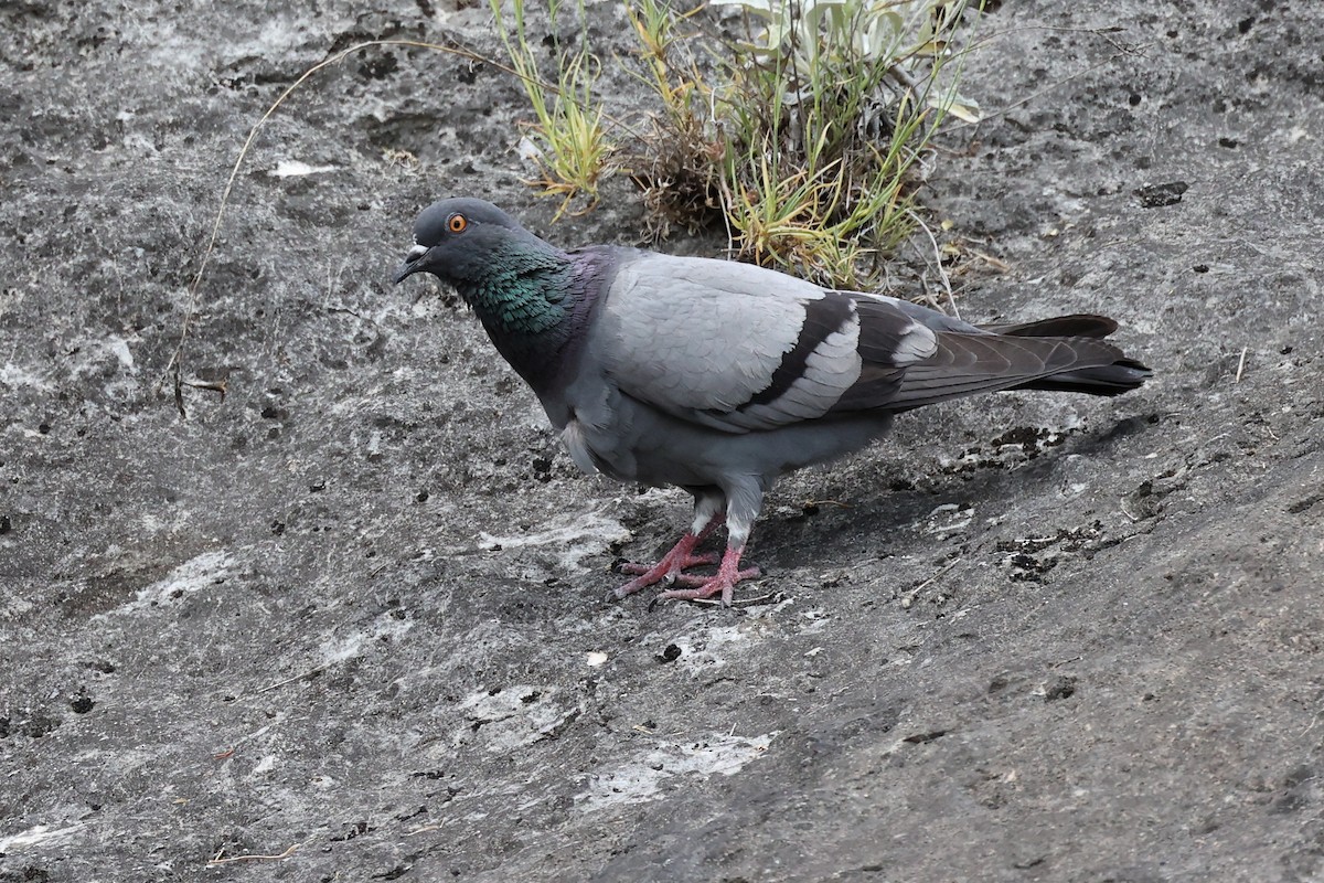 Rock Pigeon (Feral Pigeon) - ML620331274
