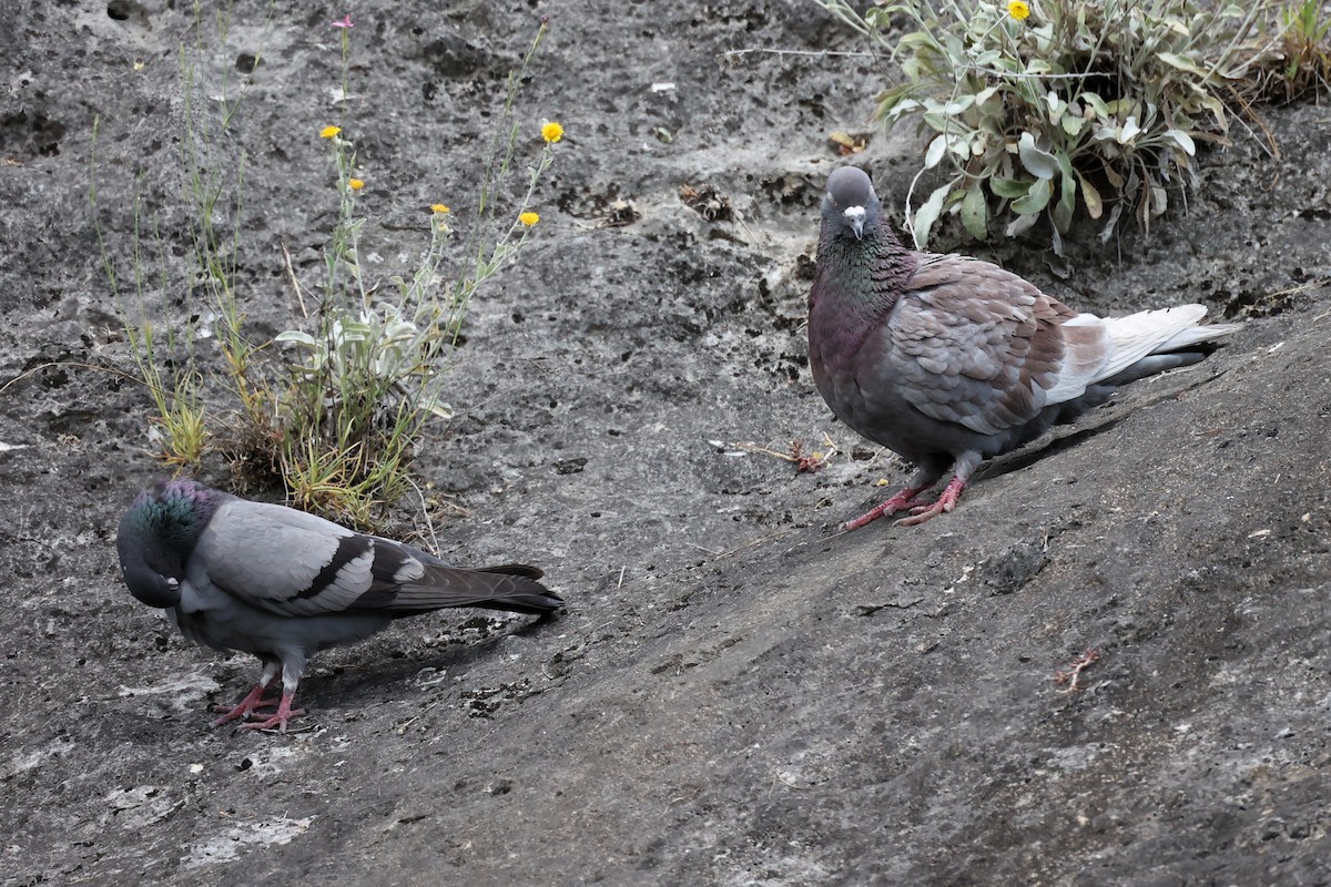 Rock Pigeon (Feral Pigeon) - ML620331275