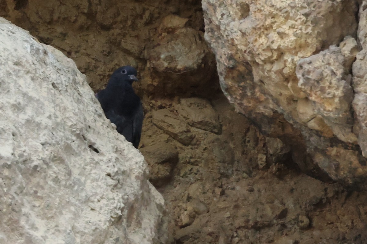Rock Pigeon (Feral Pigeon) - ML620331278