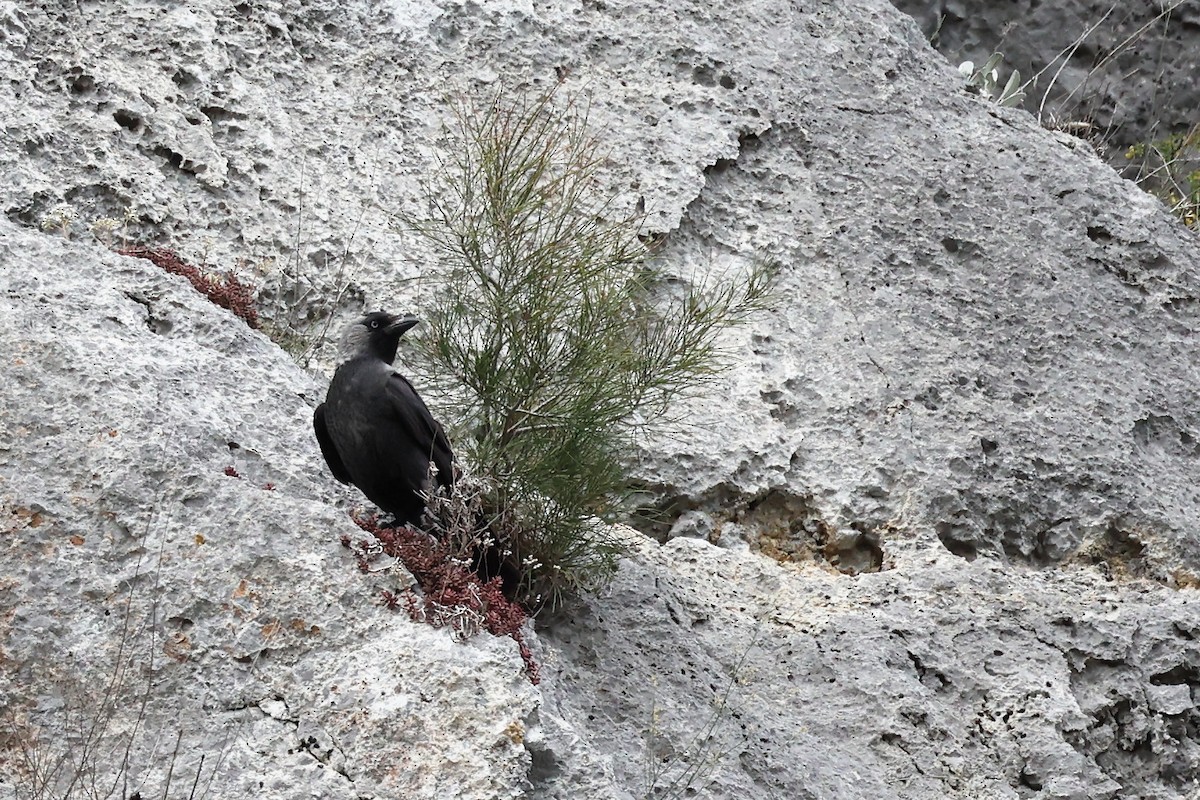 Eurasian Jackdaw - ML620331294