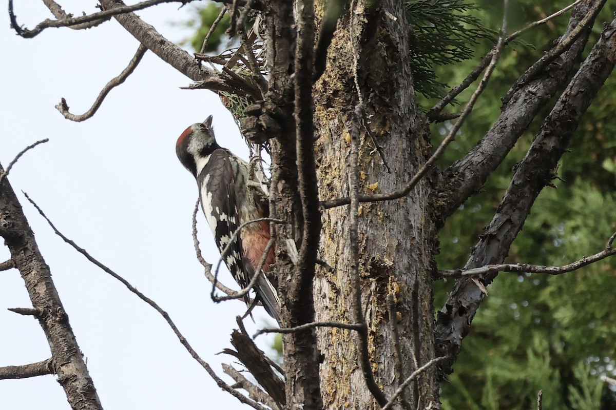 Middle Spotted Woodpecker - ML620331303