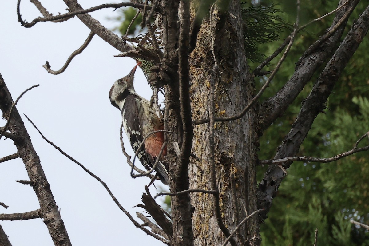 Middle Spotted Woodpecker - ML620331305