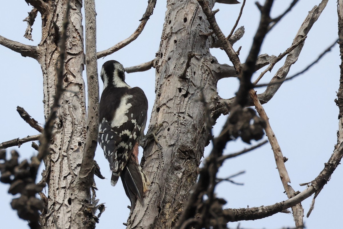 Middle Spotted Woodpecker - ML620331306