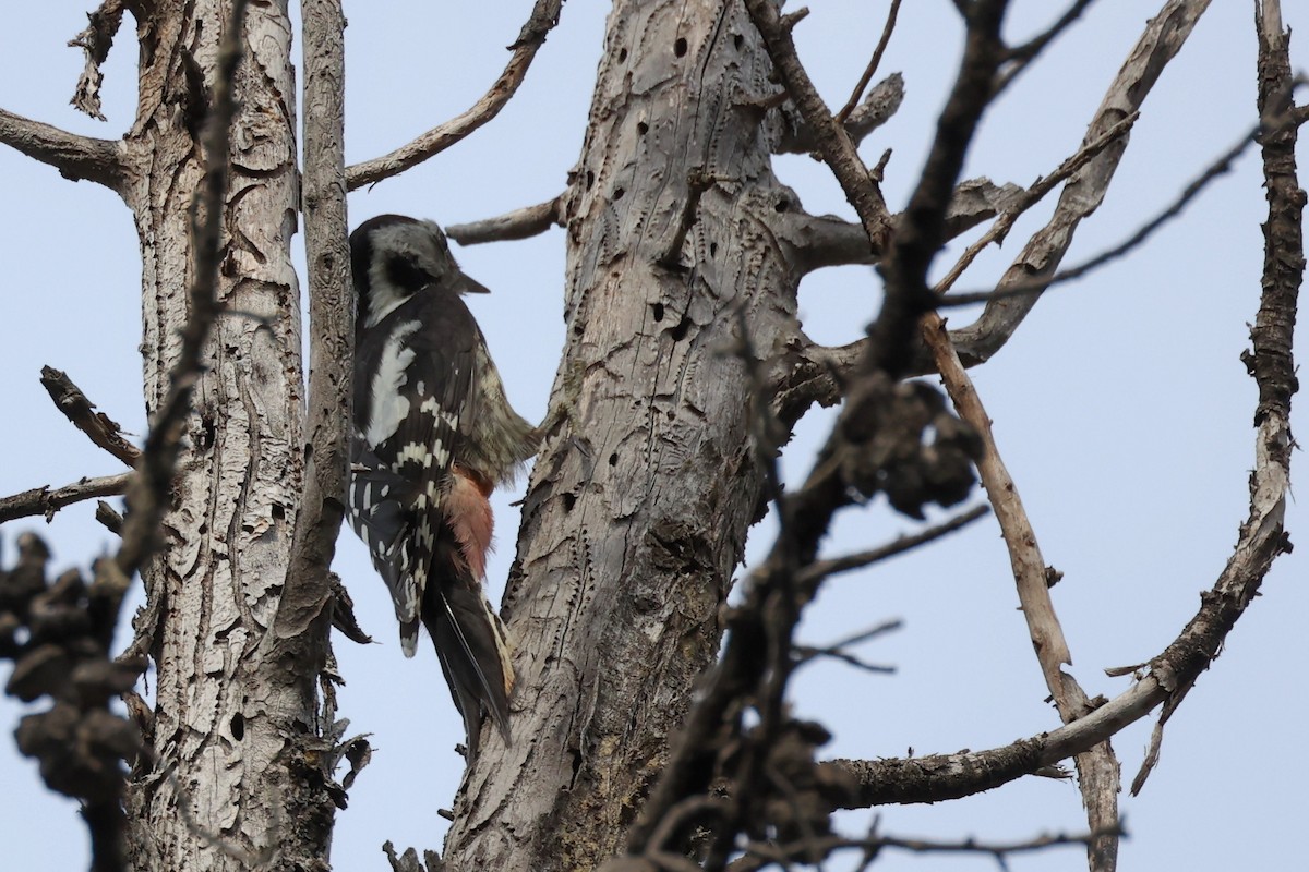Middle Spotted Woodpecker - ML620331307