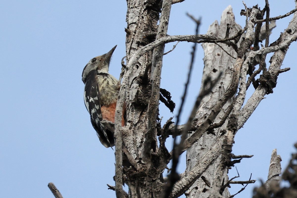 Middle Spotted Woodpecker - ML620331308