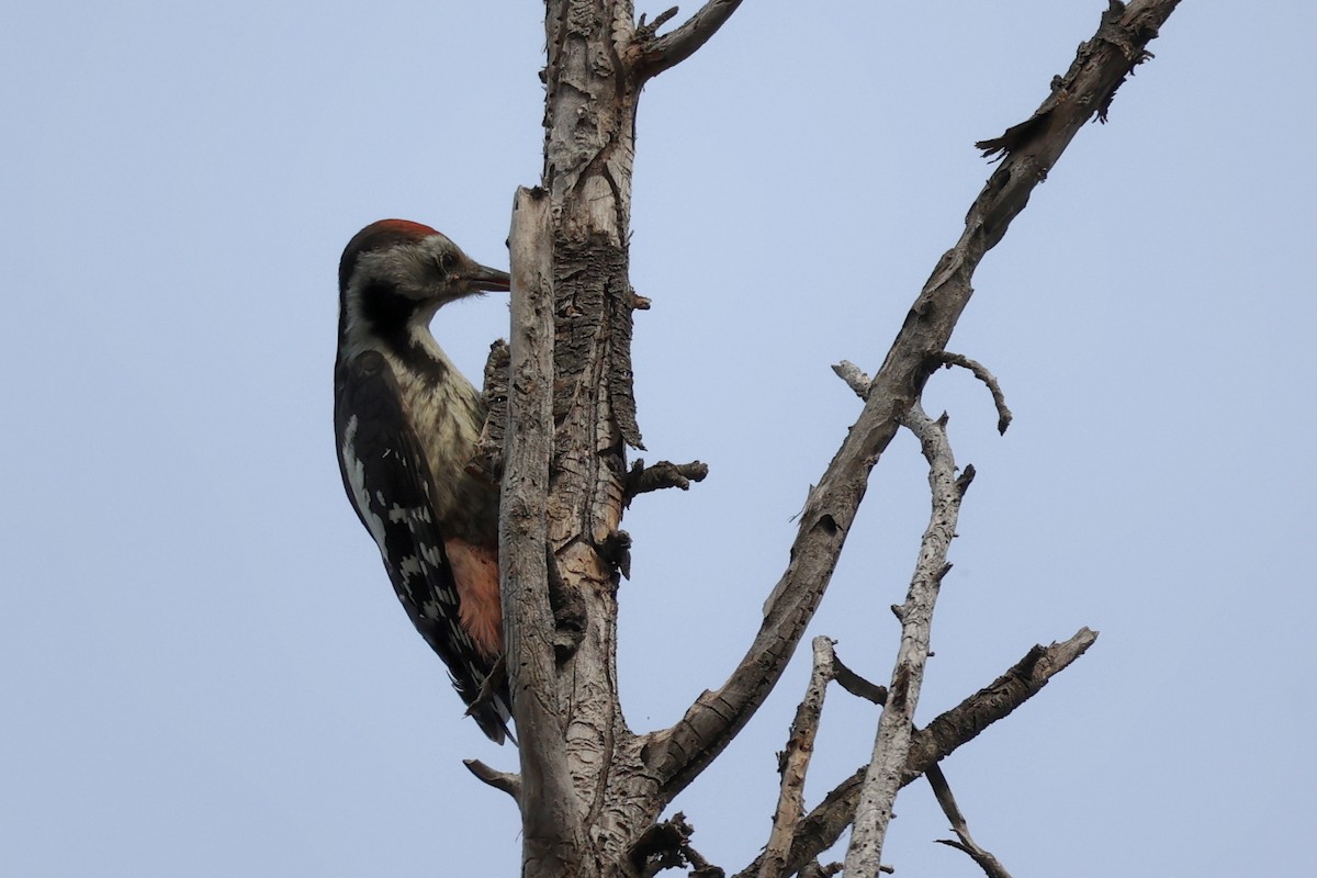 Middle Spotted Woodpecker - ML620331312