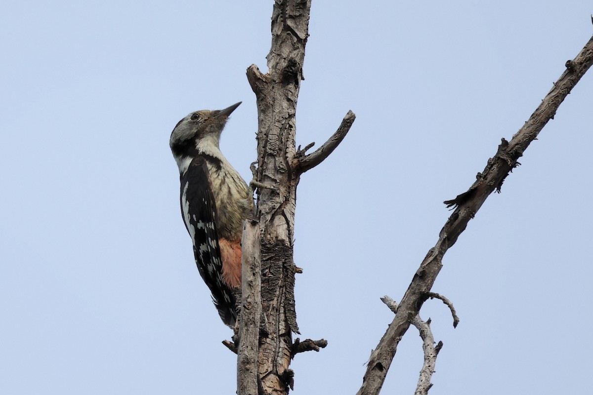 Middle Spotted Woodpecker - ML620331313