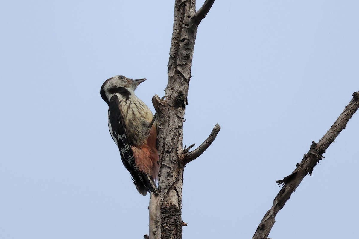 Middle Spotted Woodpecker - ML620331314