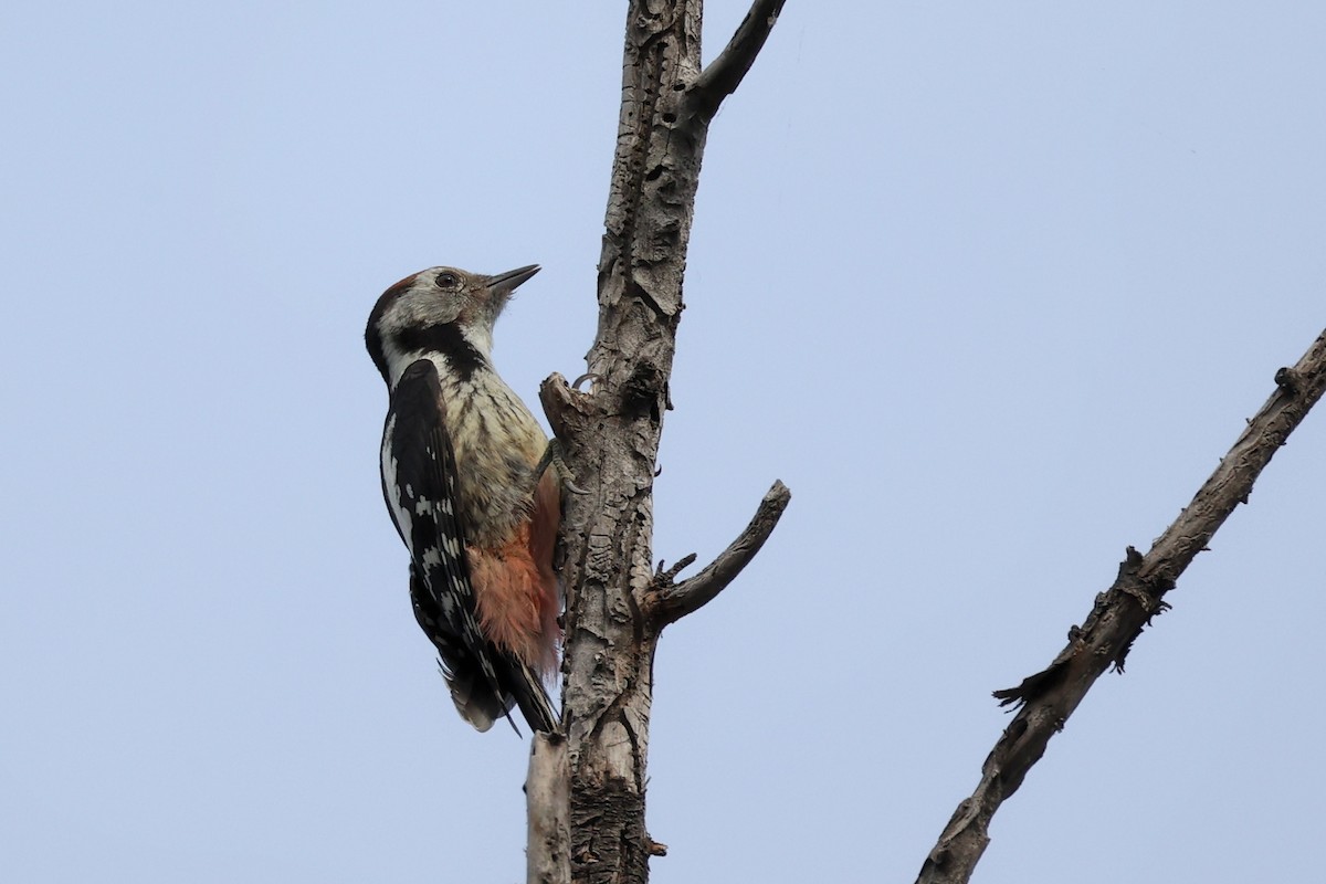 Middle Spotted Woodpecker - ML620331315