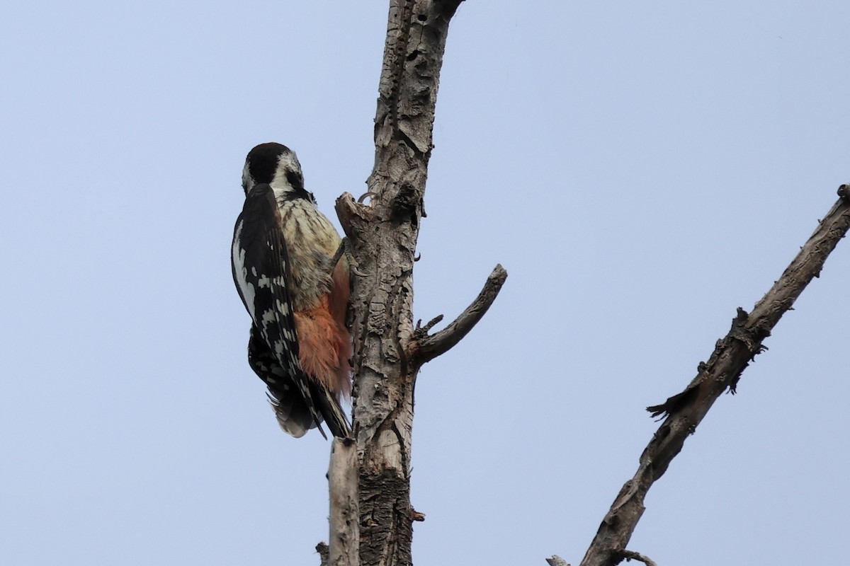 Middle Spotted Woodpecker - ML620331316