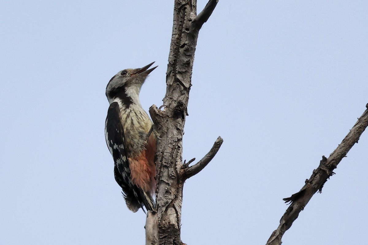 Middle Spotted Woodpecker - ML620331317