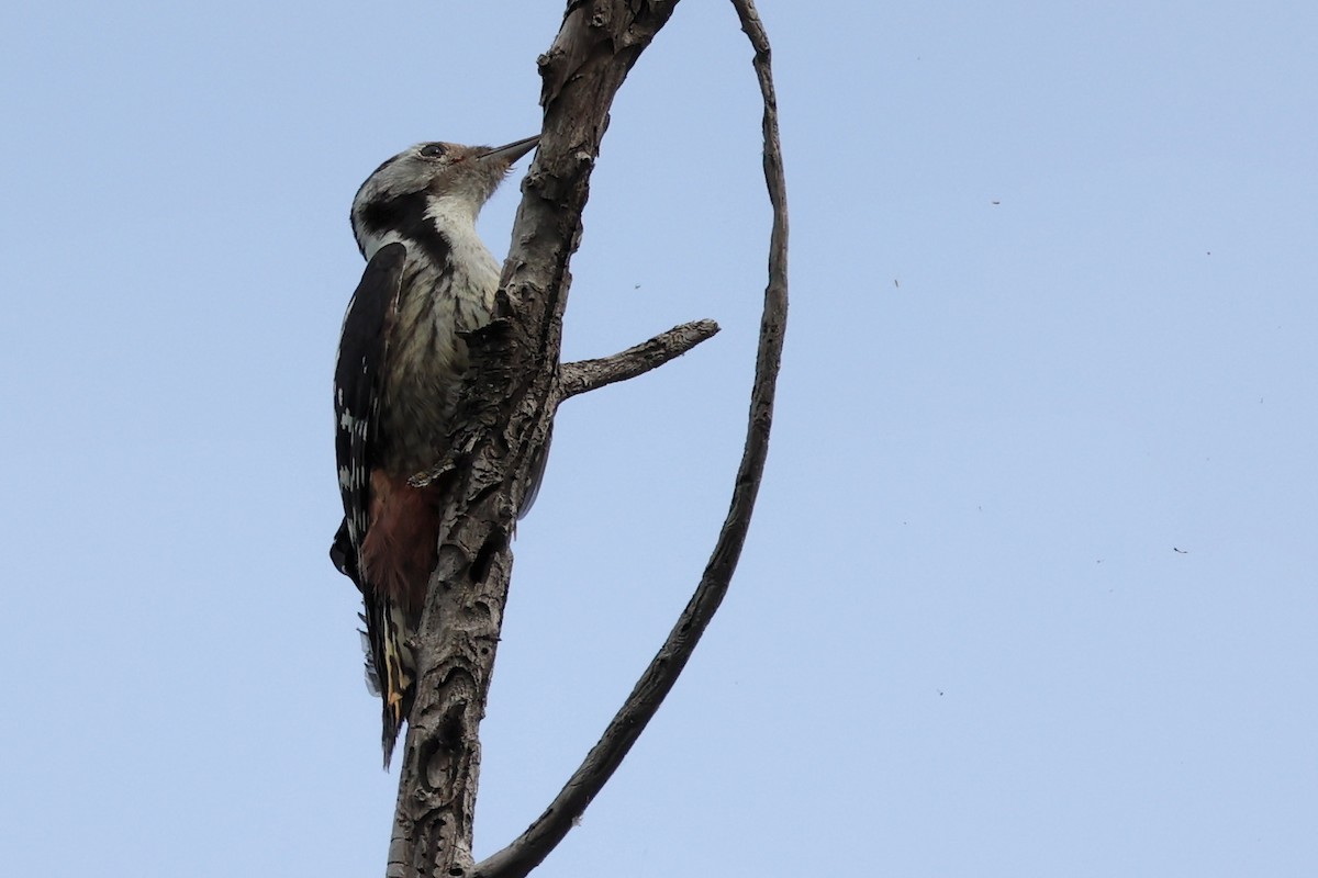 Middle Spotted Woodpecker - ML620331318