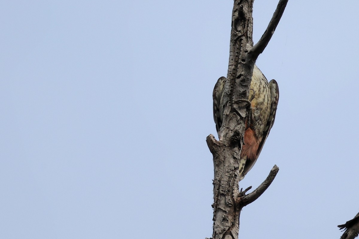 Middle Spotted Woodpecker - ML620331319