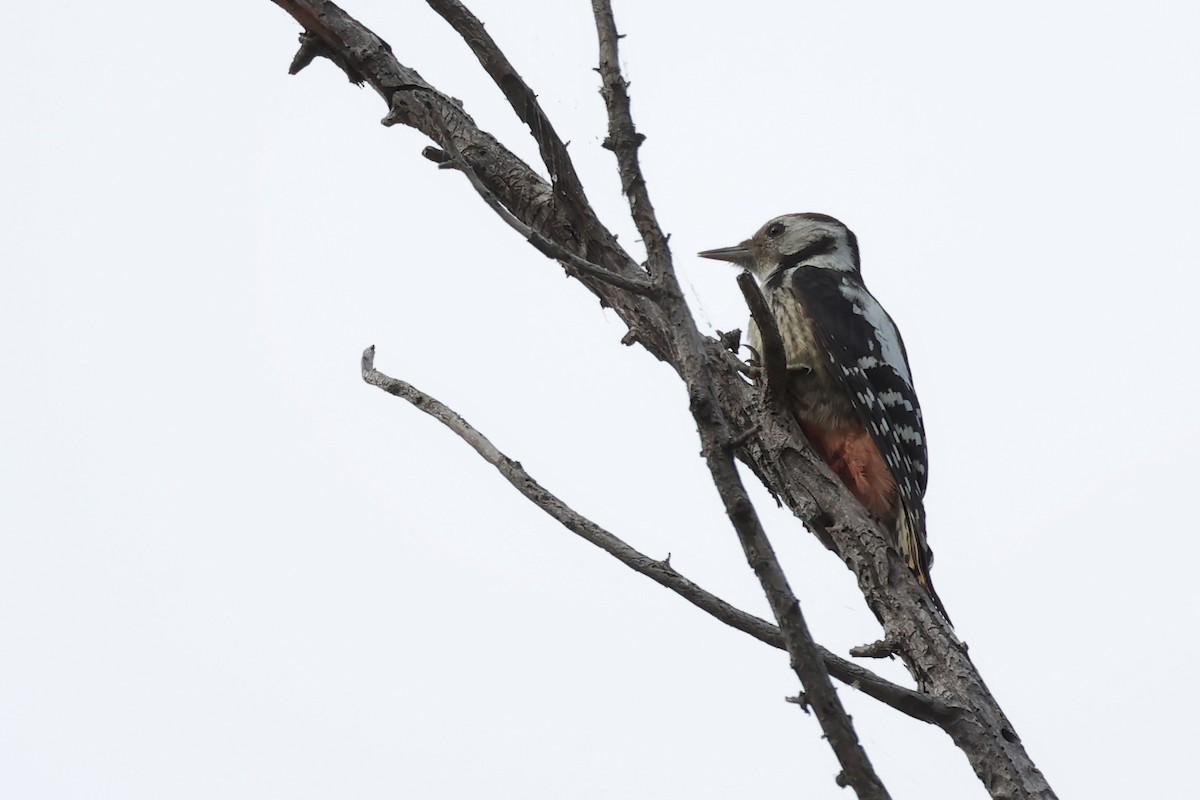 Middle Spotted Woodpecker - ML620331320