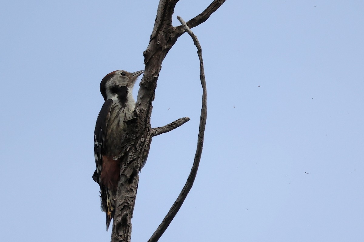 Middle Spotted Woodpecker - ML620331321