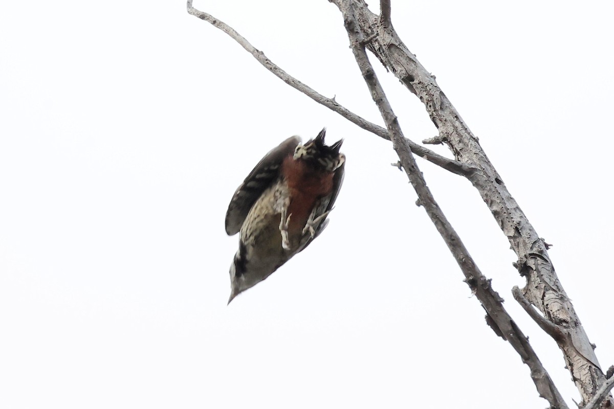Middle Spotted Woodpecker - ML620331322