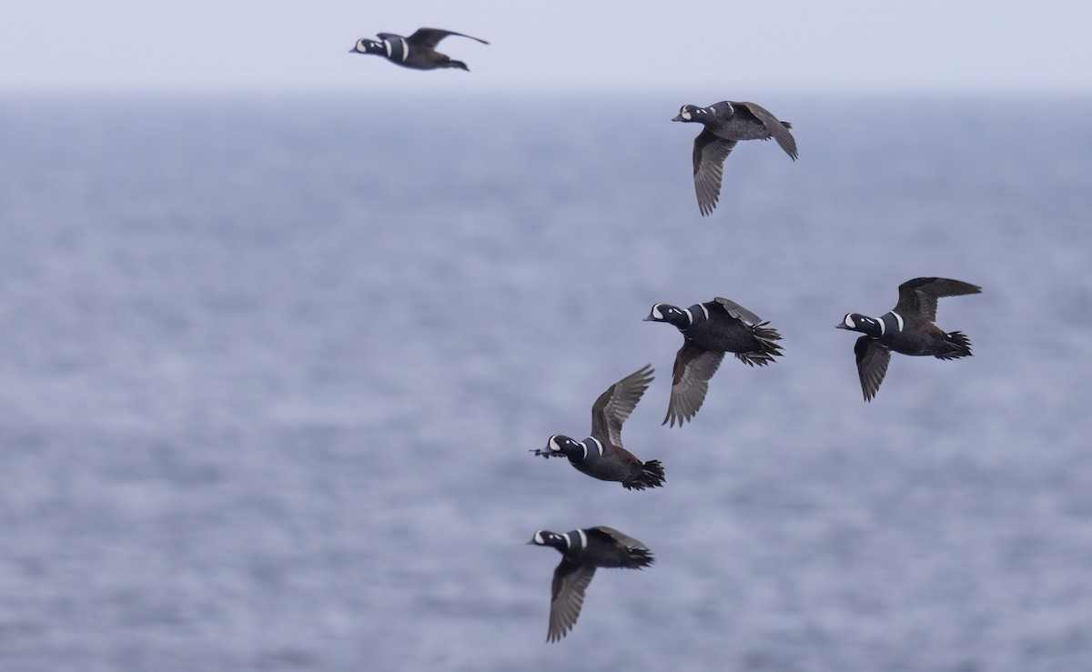 Harlequin Duck - ML620331331