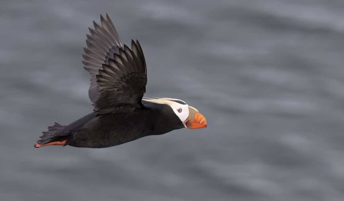 Tufted Puffin - ML620331343
