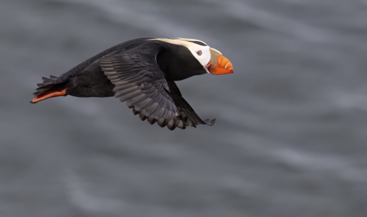 Tufted Puffin - George Armistead | Hillstar Nature