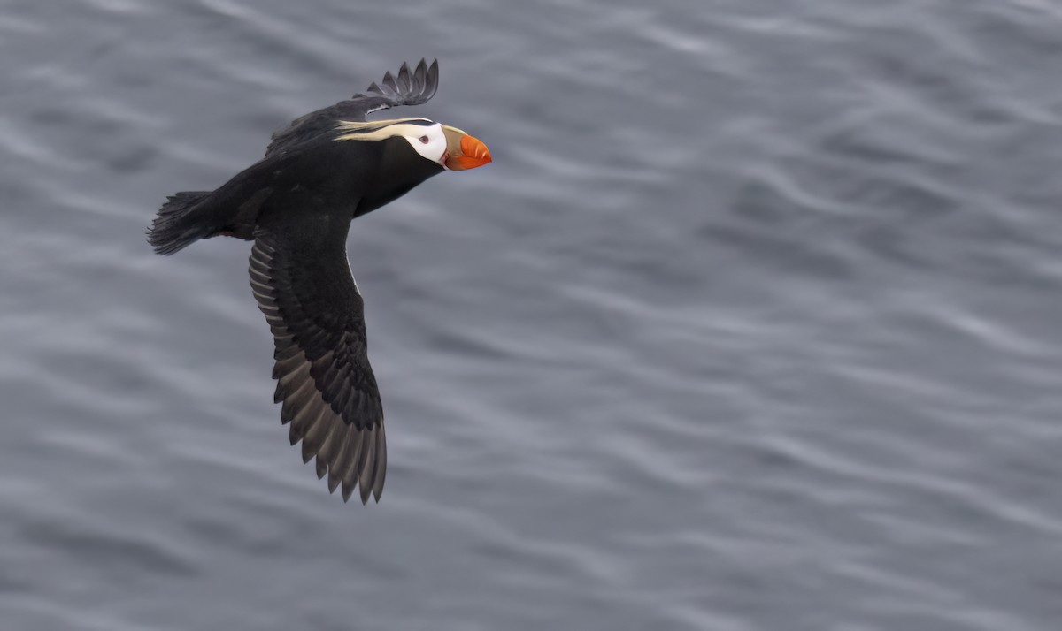 Tufted Puffin - ML620331345