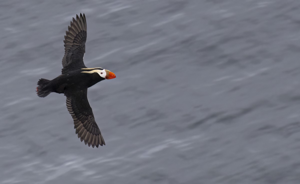 Tufted Puffin - ML620331346