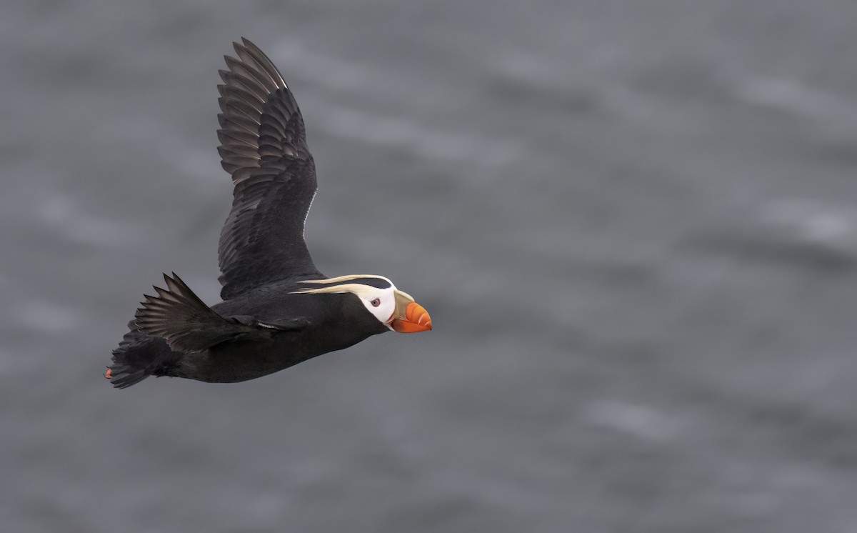 Tufted Puffin - ML620331347