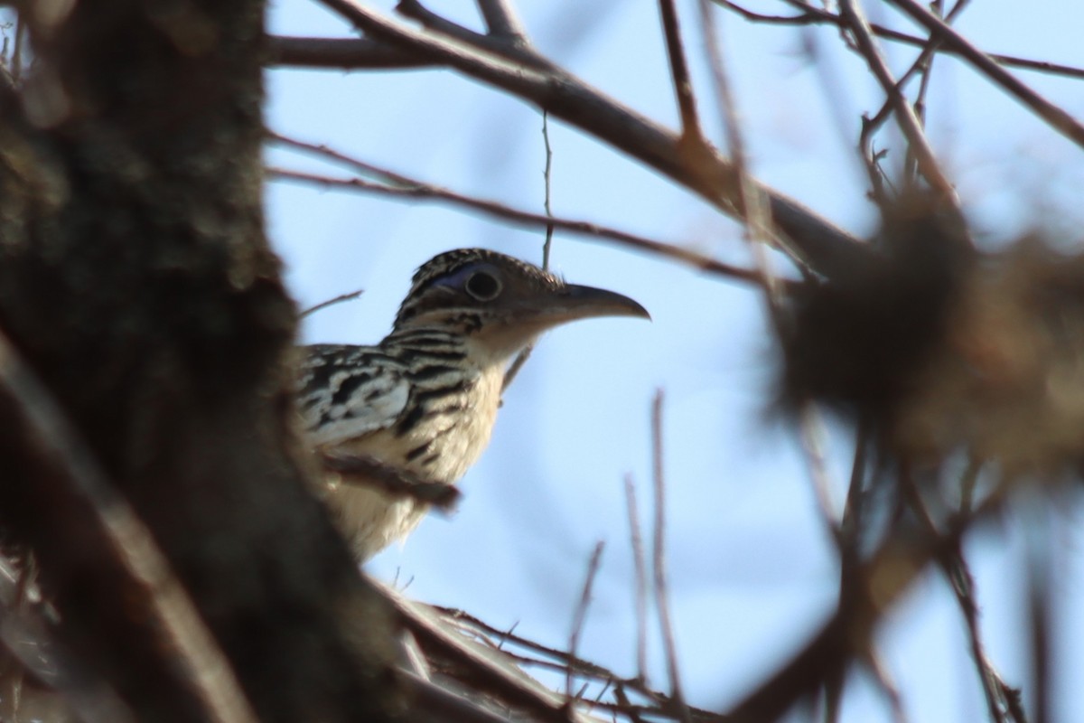 Lesser/Greater Roadrunner - ML620331351