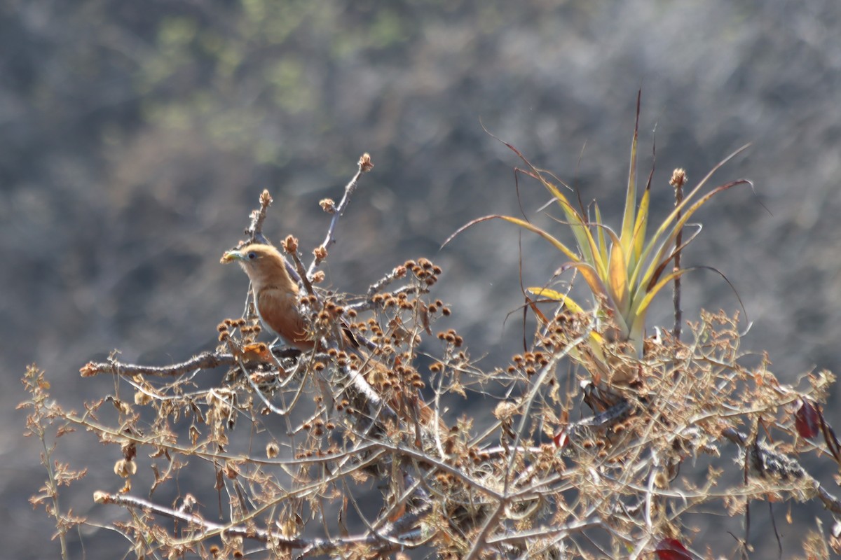 Squirrel Cuckoo - ML620331353