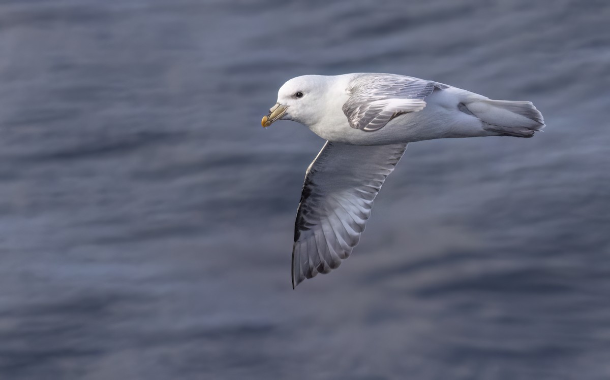 Fulmar Boreal (Pacífico) - ML620331354