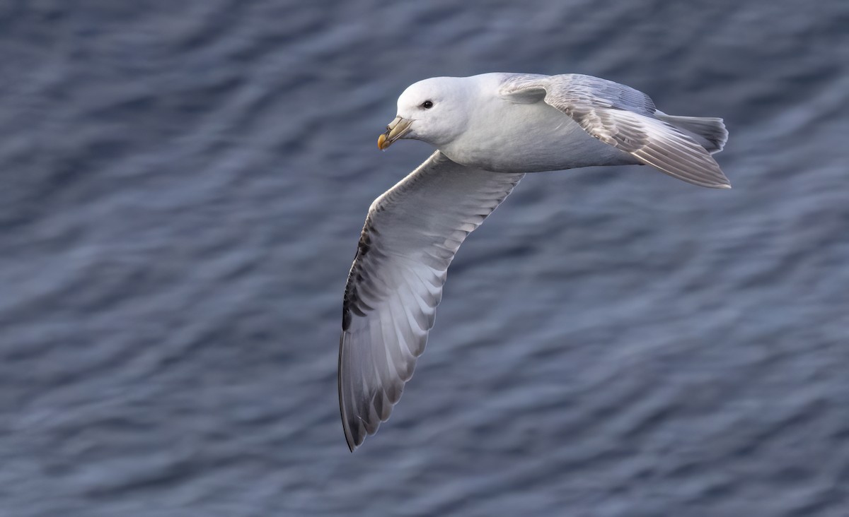 Fulmar Boreal (Pacífico) - ML620331356