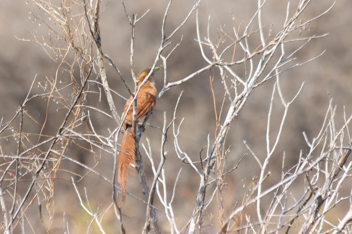 Squirrel Cuckoo - ML620331359