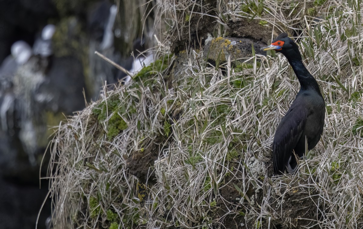 Red-faced Cormorant - ML620331360